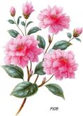 Flor